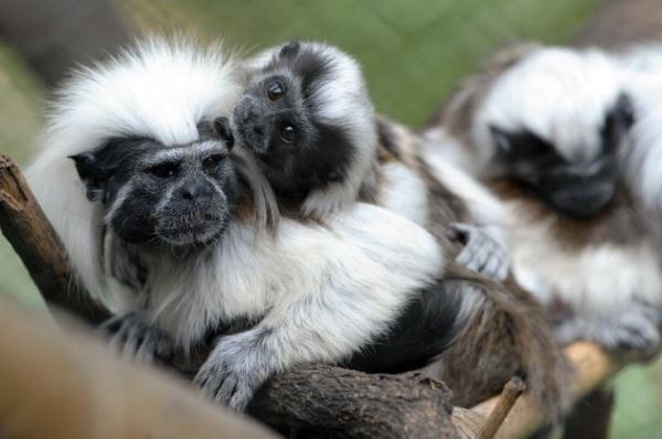 El mono Tití en su habitat natural 