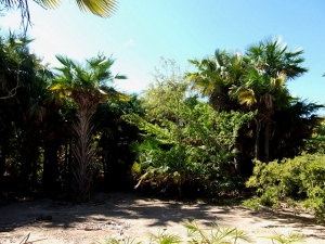 La finca Río de Janeiro antes de la ola de incendios 