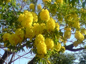 La flor de cañaguate