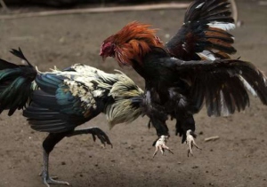 Las riñas de gallo, una tradición vigente en el Cesar y Colombia