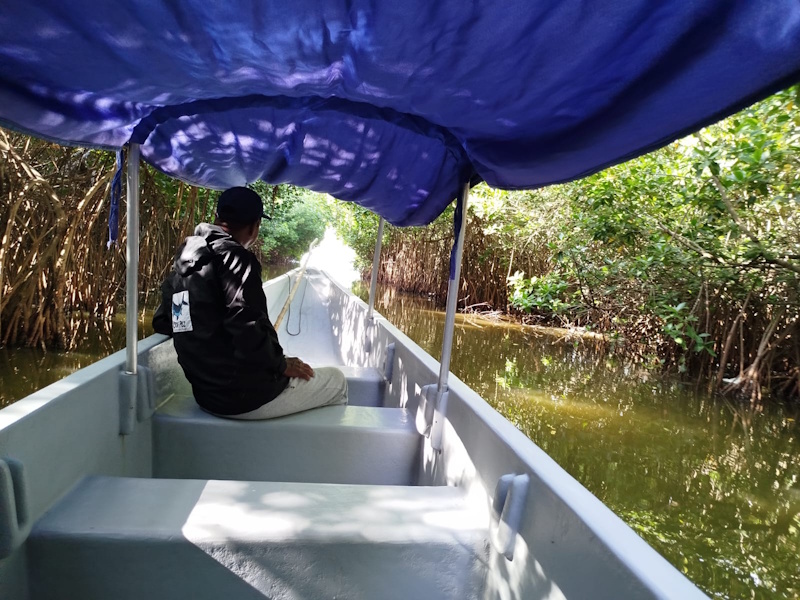 Los mangles de la Ciénaga Grande de Santa Marta han ido reduciéndose en las últimas dos décadas / Foto: Johari Gautier