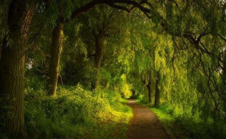 El aire del bosque y otros placeres