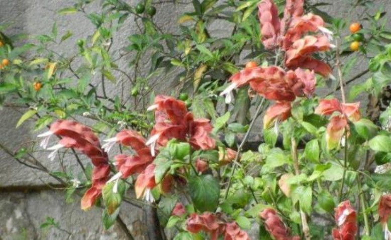 El jardín de Juana