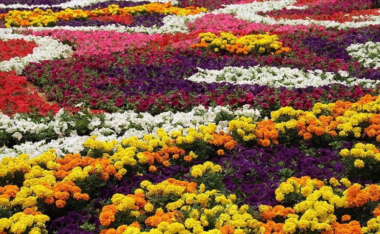Floricultura en Colombia o cómo las flores mueven a un país 