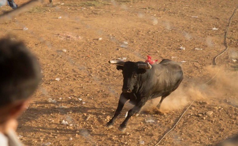 Todo lo que debes saber sobre la regulación de las corralejas en Colombia