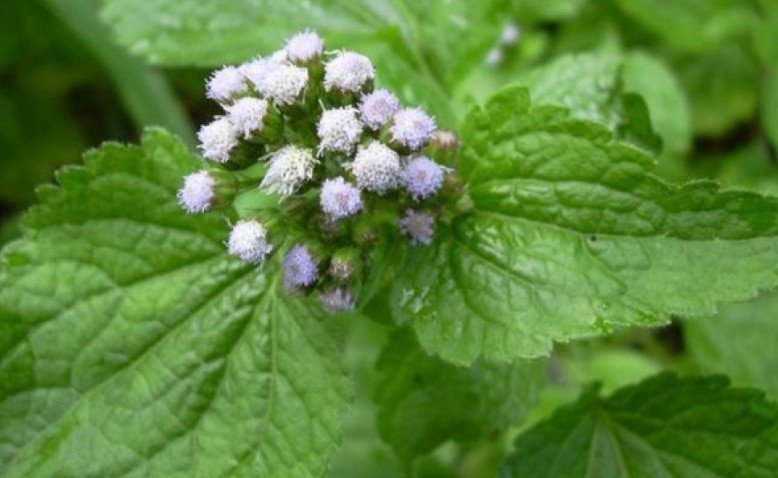 Palabra con olor a mastranco: el mapa de las mujeres del agua