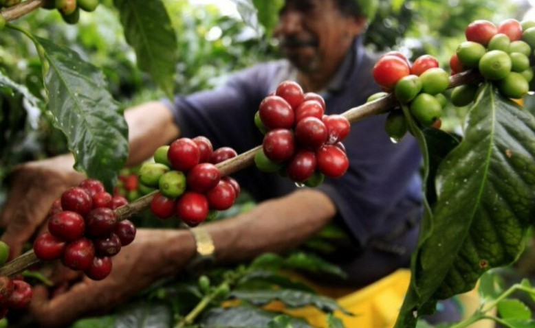 El departamento del Cesar es territorio cafetero