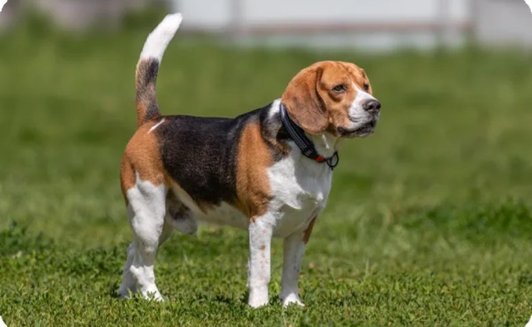 Como se encuentre con mi perro, van a rodar orejas por el suelo